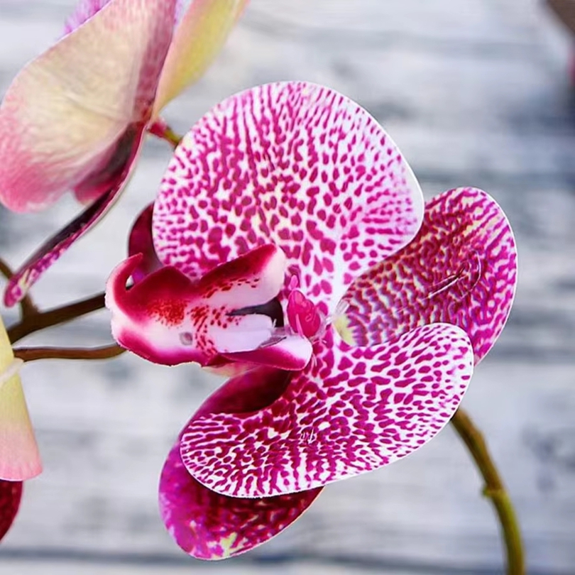 3D sztuczne kwiaty plastikowy  – Orchid Phalaenopsis recenzja i cena
