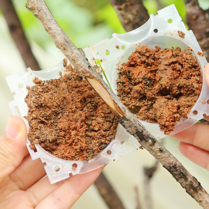 Wielorazowe kule do ukorzenian – Plant Parents recenzja i cena
