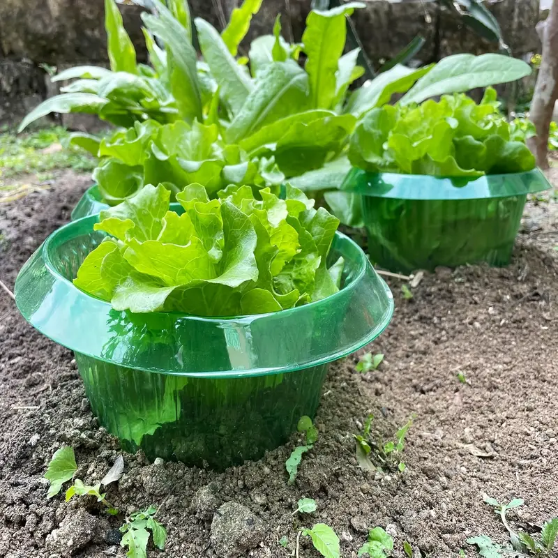 Ochrona roślin przed ślimakami – Plant Parents recenzja i cena